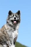 AKITA INU 466